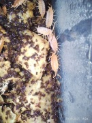 Isopody Porcellionides Pruinosus Powder Orange 50szt