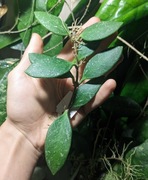 Hoya Micrantha Splash - całość ze zdjęcia 