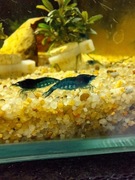 Krewetki Blue Velvet 10 sztuk 