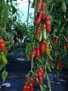 Pomidor Aurija 20 Nasion