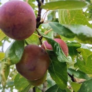 Dżem z mirabelek fioletowych, janginizowany. 300 g.Bez cukru{4,50zł/100g}