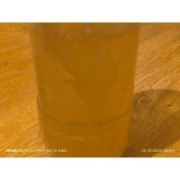 Węgorek octowy- żywy pokarm dla narybku duża i gęsta porcja zarodowa 250ml