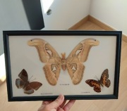 Unikalna ozdoba – gablota z motylami