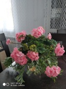 Pelargonie sztuczne