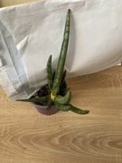 Sansewieria Sansevieria ,,Hedgehog’’odrost RARYTAS