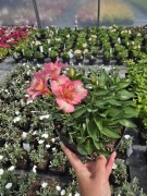 Alstromeria pojemnikowa - Theresa