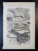 Piękna oryginalna litografia XIX - XX w. - Flądry i mewy