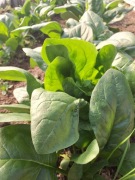 Szpinak szpinaczek dla dzieci Organica Smart 1+1 Promo