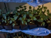 Papryka - Murano F1 sadzonka