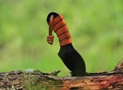 Neck "FARREN" Nóż Ręcznie Robiony "Wspaniały Świat Necka"