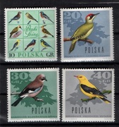 1570-1578,Ptaki leśne