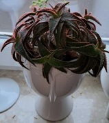 Aloes Christmas Carol, Unikat, sadzonka