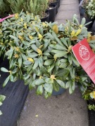 Rododendron Inkarho Kalinka duży