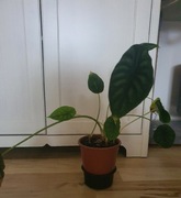 Alokazja Dragon Scale