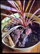 Cordyline australis 'Southern Splendour' Palm