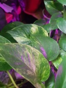 Epipremnum Hicolor Hi color cięty