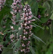 Serdecznik pospolity (Leonurus cardiaca L.) 30n