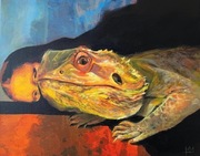 Agama brodata  Obraz 50x40cm 