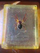 Pająk Araigneè Epeire żywica?pleksi? Stary eksponat Paris Bioplastique 