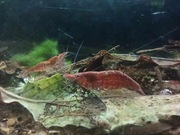 Krewetki Neocaridina poselekcyjne red cherry pakiet 10 sztuk - WYSYŁKA!