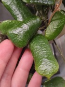Hoya Rotundiflora - (2 węzły - 2-4 liści) do samodzielnego ukorzenienia