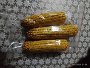 Kolby kukurydzy dla gryzonia 