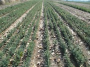 Świerk srebrny sadzonki 15-25 cm/ pospolity jodła