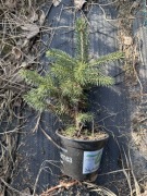 Świerk srebrny kanibab w doniczkach 30-35cm