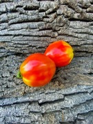 DWARF DESPERADO  Pomidor Kolekcjonerski / 338