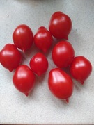 Pomidor Koktajlowy Czerwony 