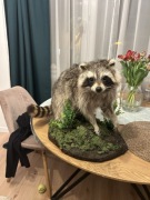 Spreparowany szop pracz