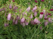 Campanula Takesimana dzwonek koreański 300 nasion