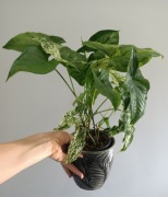Syngonium mojito