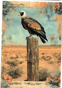 pocztówka z motywem Dzikiego Zachodu. Sęp
