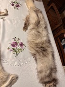 2x Kołnierz z prawdziwej skóry z lisa