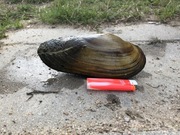 Oczyszczanie oczka/stawu filtr małże szczeżuja 