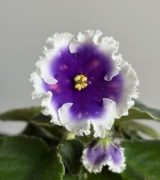 Fiołek afrykański sadzonka MT Magiczeskij Fontarik