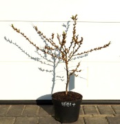 ROKITNIK POSPOLITY ROMEO - MĘSKI * ŁADNA SADZONKA * SUPER