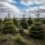 Świerk Pospolity Formowany Cięty 150-300 cm | CHOINKI 