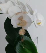 Negocjuj !! NASZYJNIK łańcuszek ZŁOTY Długi LIŚĆ MIŁORZĘBU