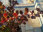 Berberys 50 cm czerwony golden ring