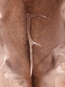 Róg jelenia poroże łoś daniel gryzak