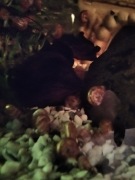 Ślimak zatoczek różowy