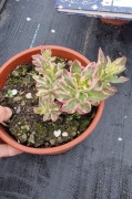 Tojeść variegata