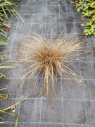 Turzyca Bronze Form trawa ozdobna chocolate brązowa 