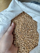 Pszenica karma dla kur, gołębi czyszczona 