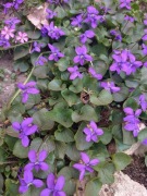 Fiołki Byliny kopana z gruntu