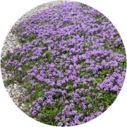 Tymianek wonny - longicaulis 