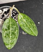 Hoya eliptica - sadzonka ukorzeniona