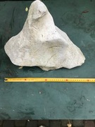 Wapień filipinski skała duża Malawi Tanganika